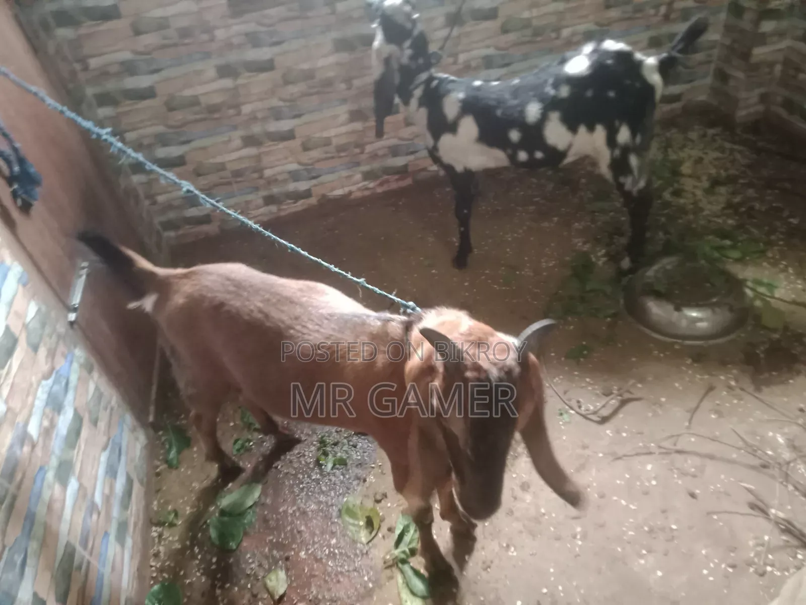 কোরবানির ছাগল