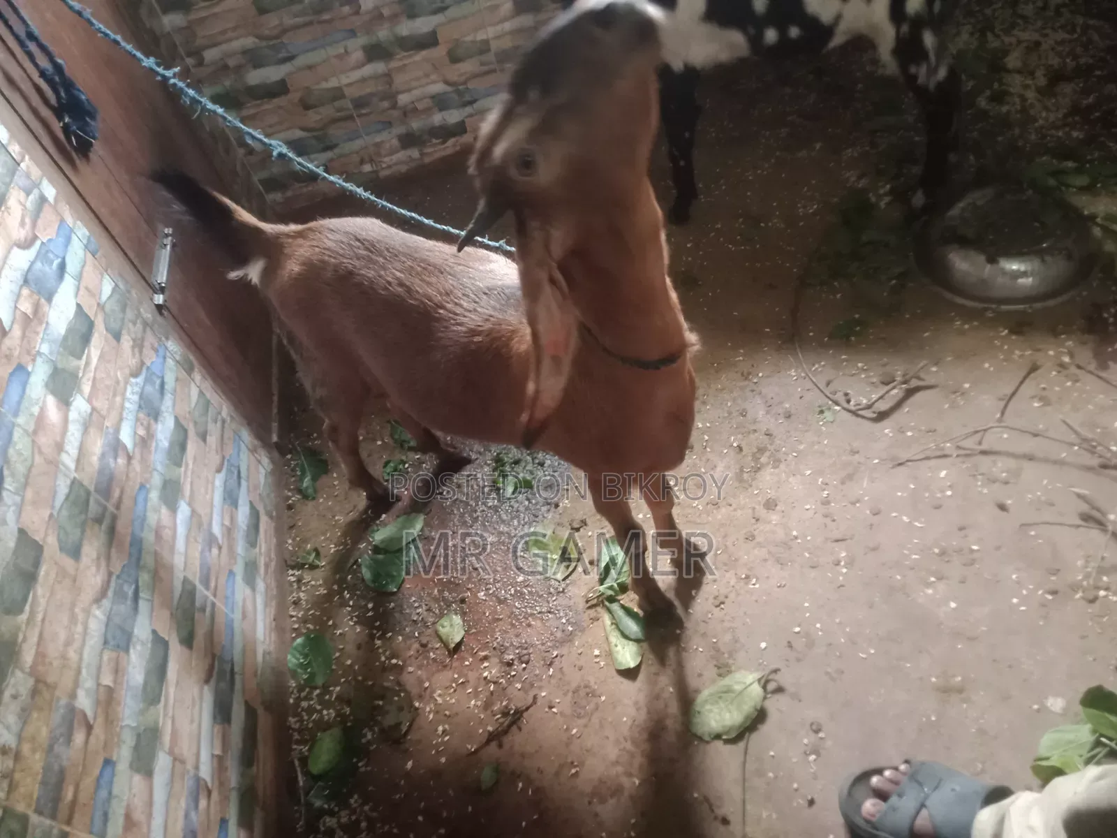 কোরবানির ছাগল