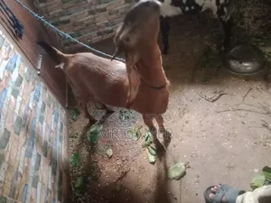 কোরবানির ছাগল
