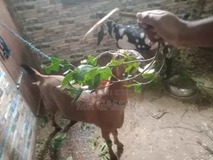 কোরবানির ছাগল