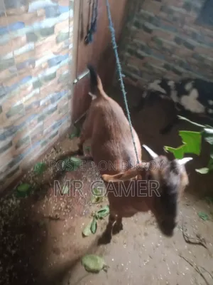 কোরবানির ছাগল