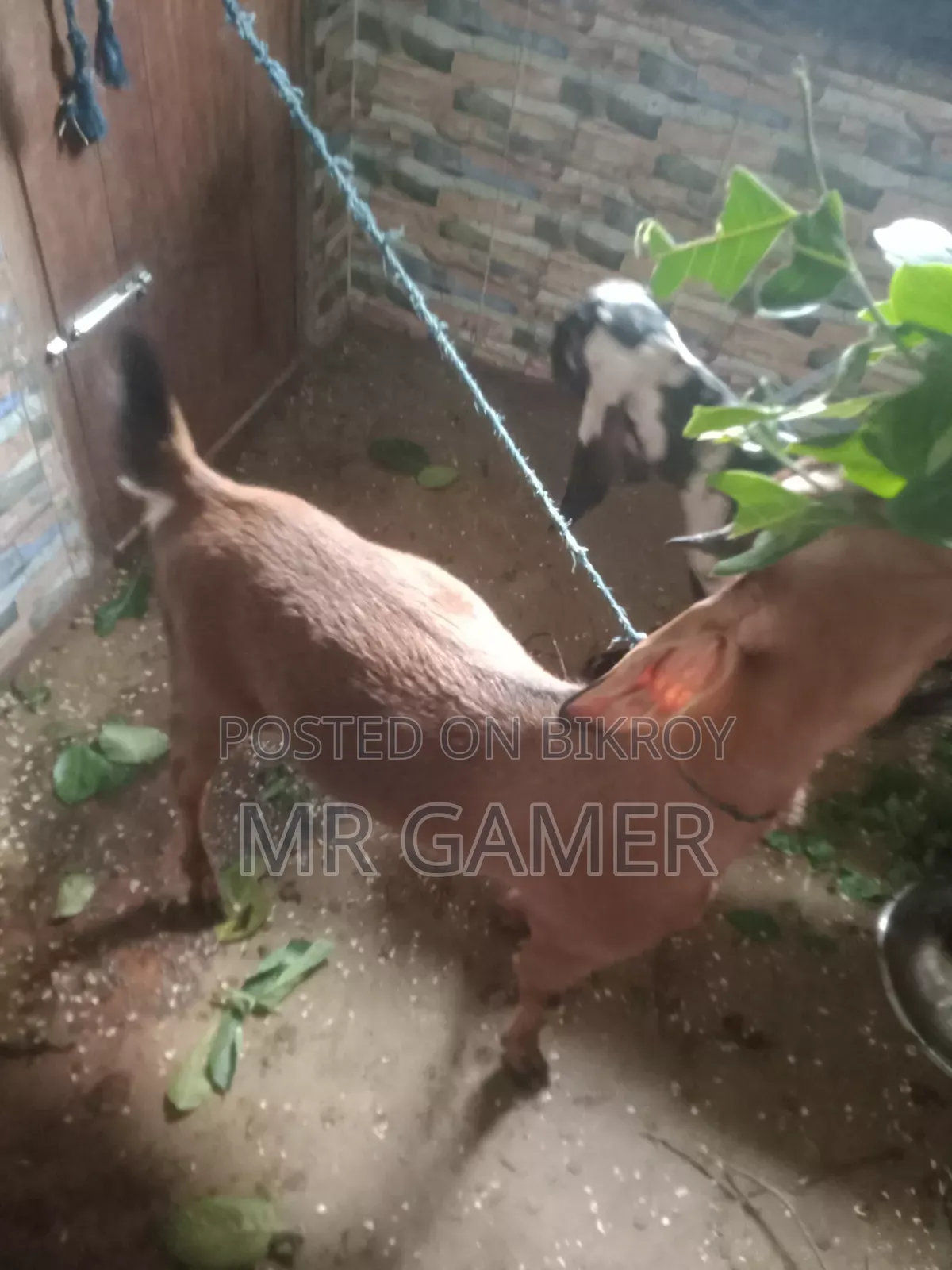 কোরবানির ছাগল