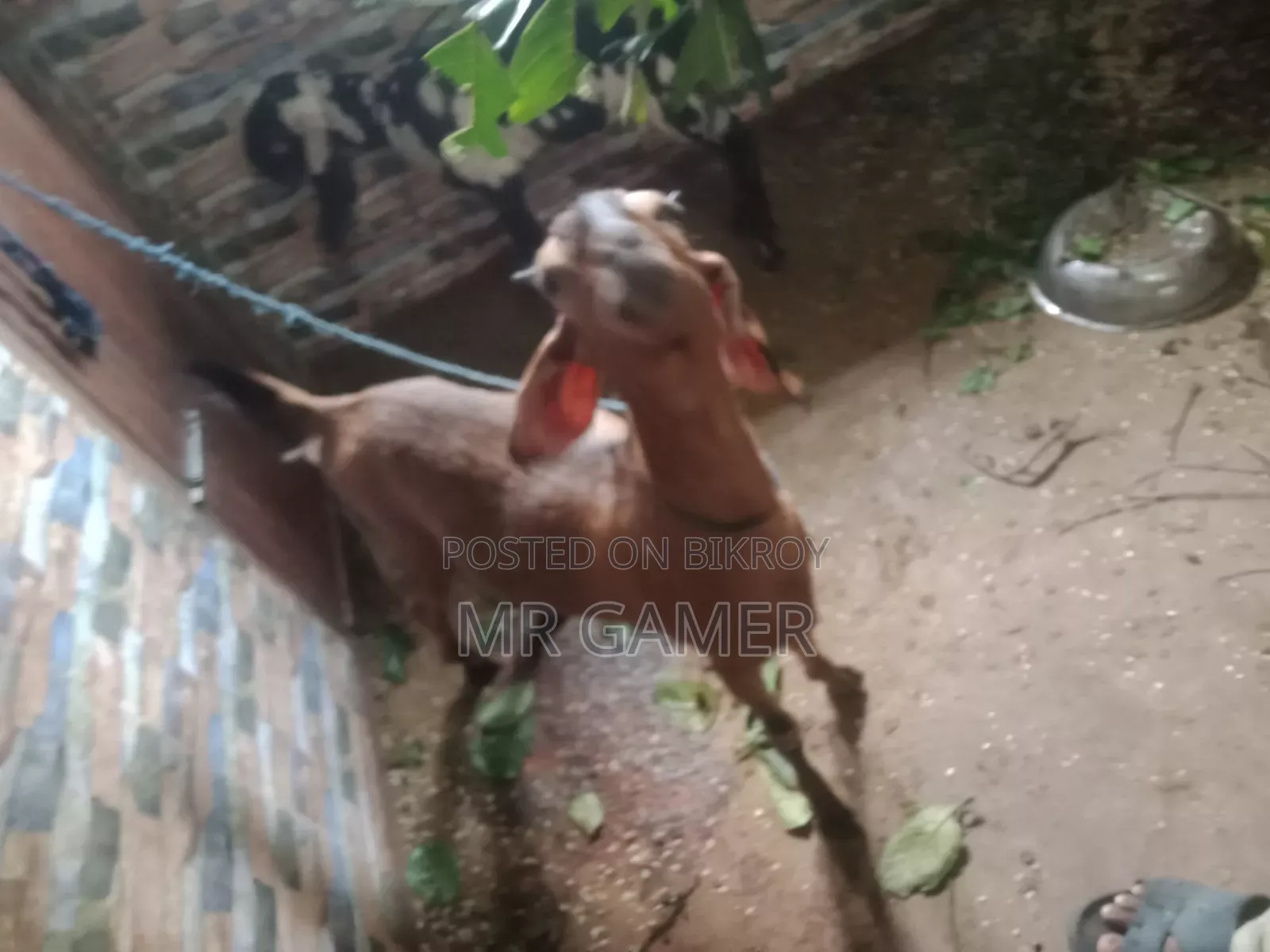 কোরবানির ছাগল