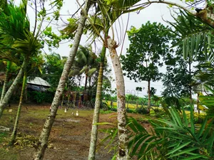 Land, clear title, updated documents, elevated compared to surrounding land