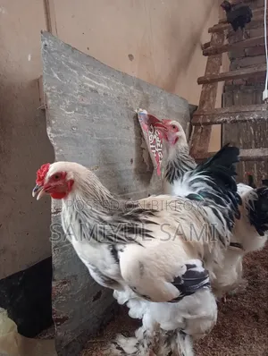 Colombian Light Brahma Rooster and Hen for Sale