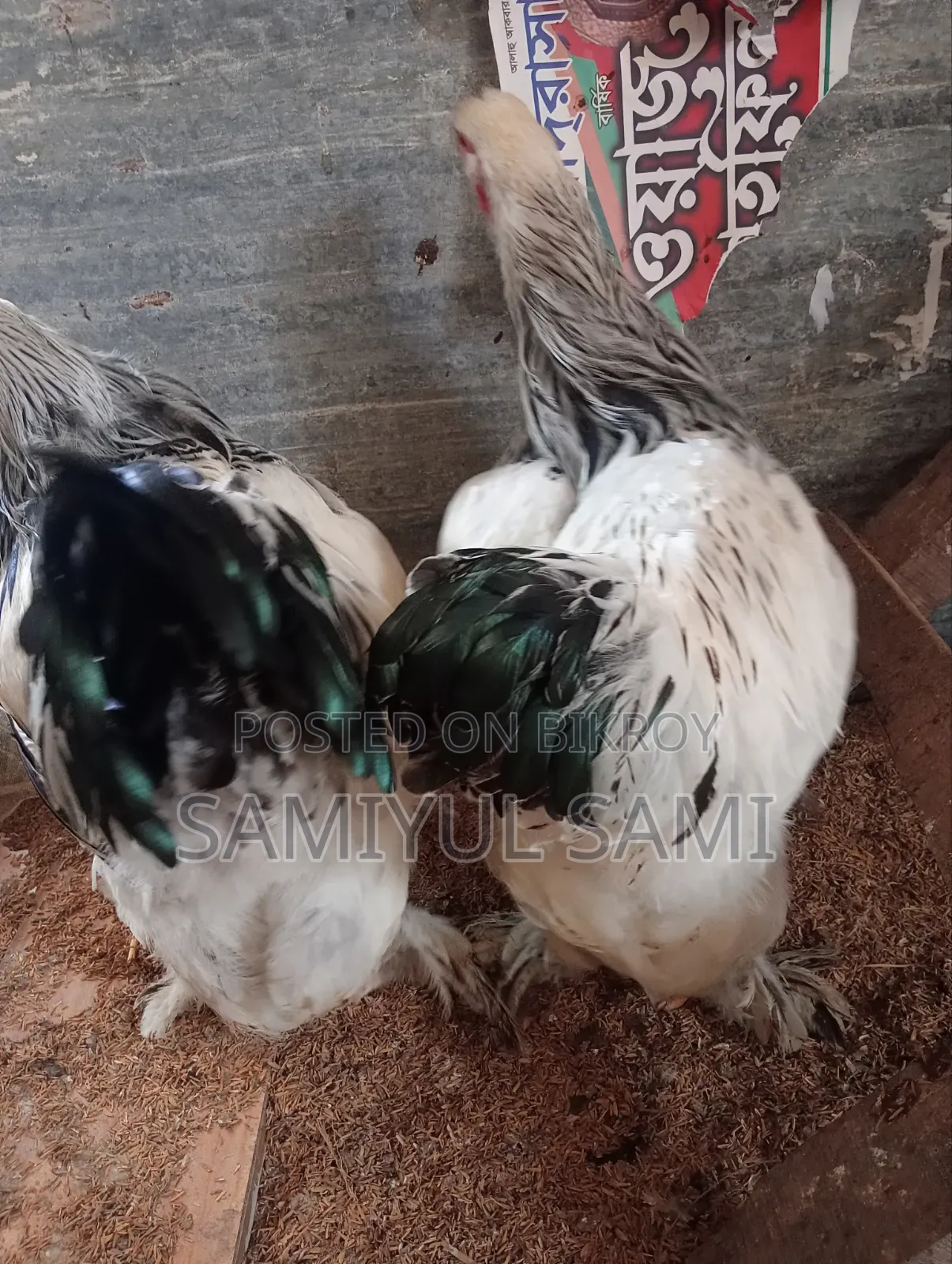 Colombian Light Brahma Rooster and Hen for Sale
