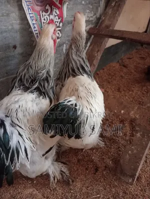Colombian Light Brahma Rooster and Hen for Sale