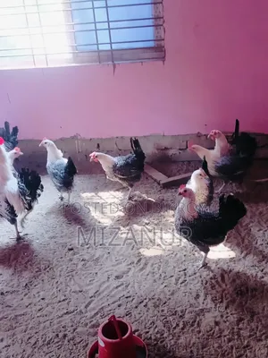 ফাউমি ডিম পারা মুরগি বিক্রি করা হবে