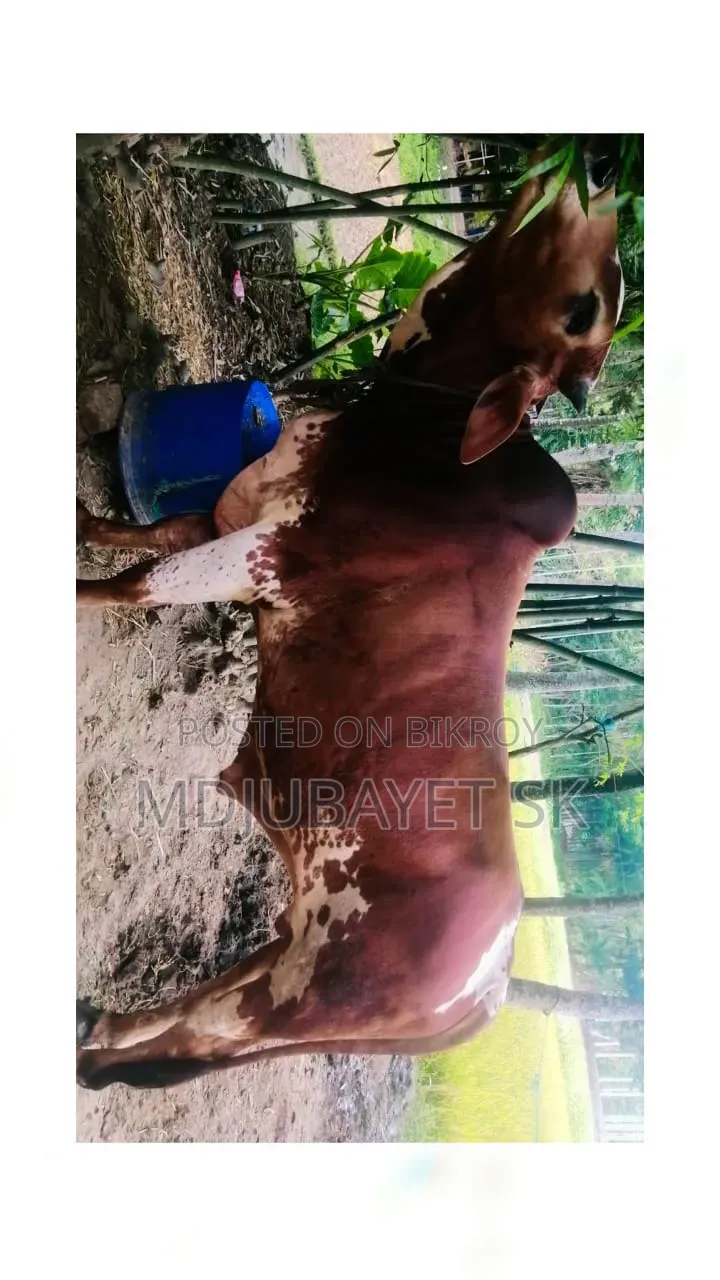 কুরবানির উপযোগী ষাড় গরু বিক্রয়