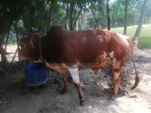 কুরবানির উপযোগী ষাড় গরু বিক্রয়