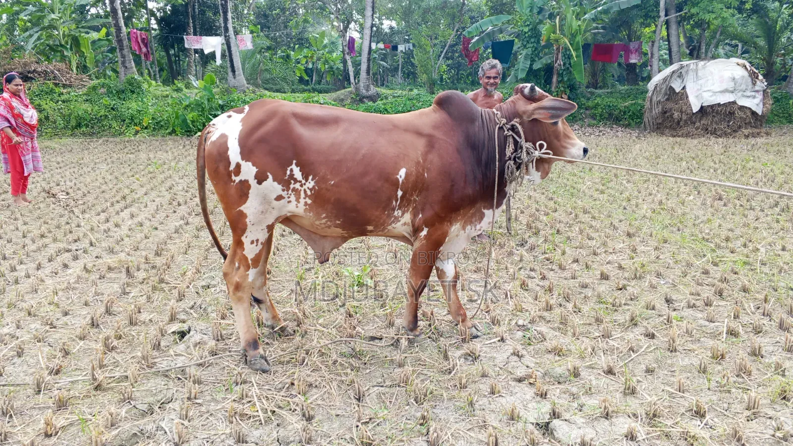 কুরবানির উপযোগী ষাড় গরু বিক্রয়