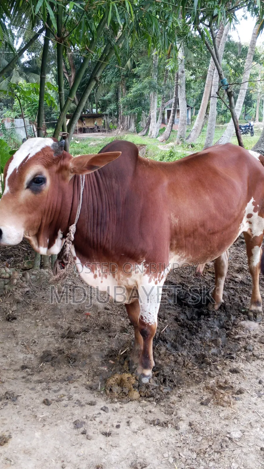 কুরবানির উপযোগী ষাড় গরু বিক্রয়
