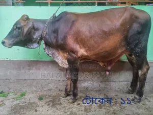 কুরবানির গরু