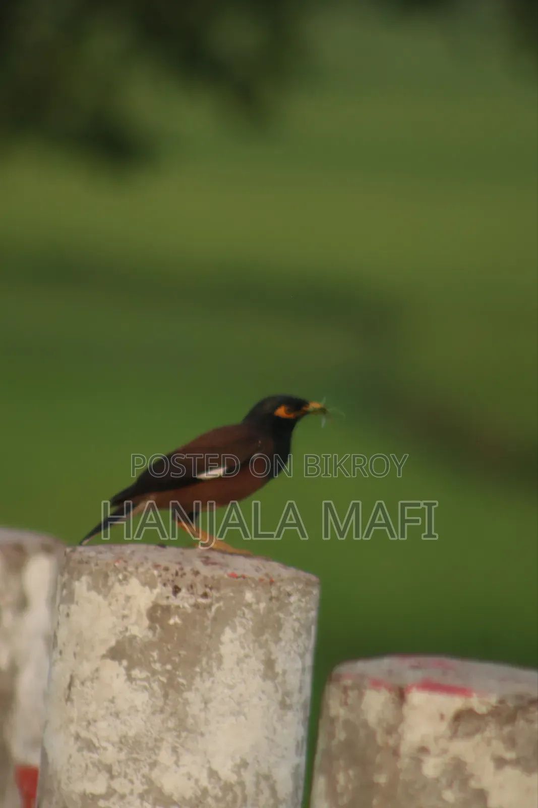 28 X Mobile Zoom Lens