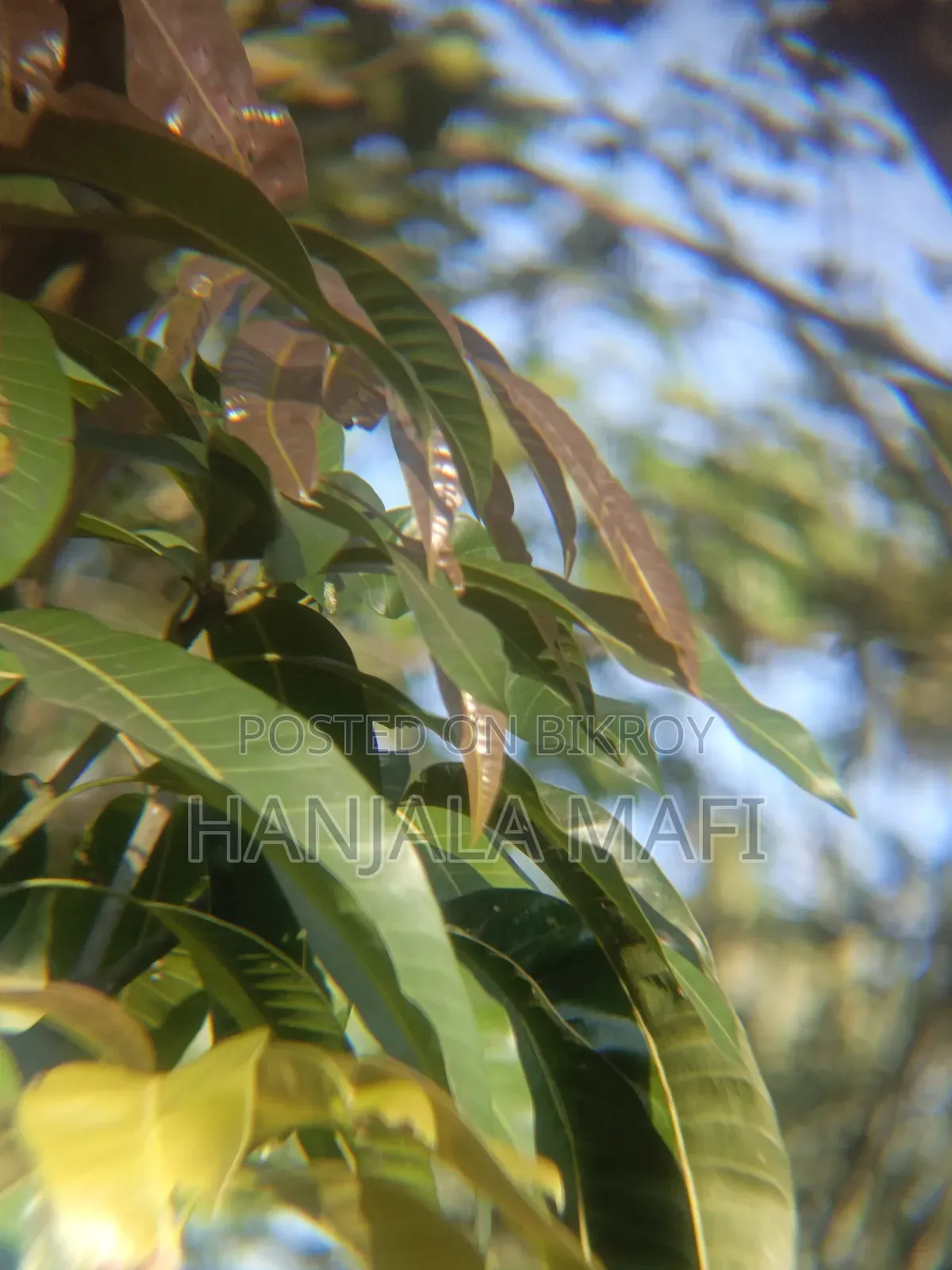 28 X Mobile Zoom Lens