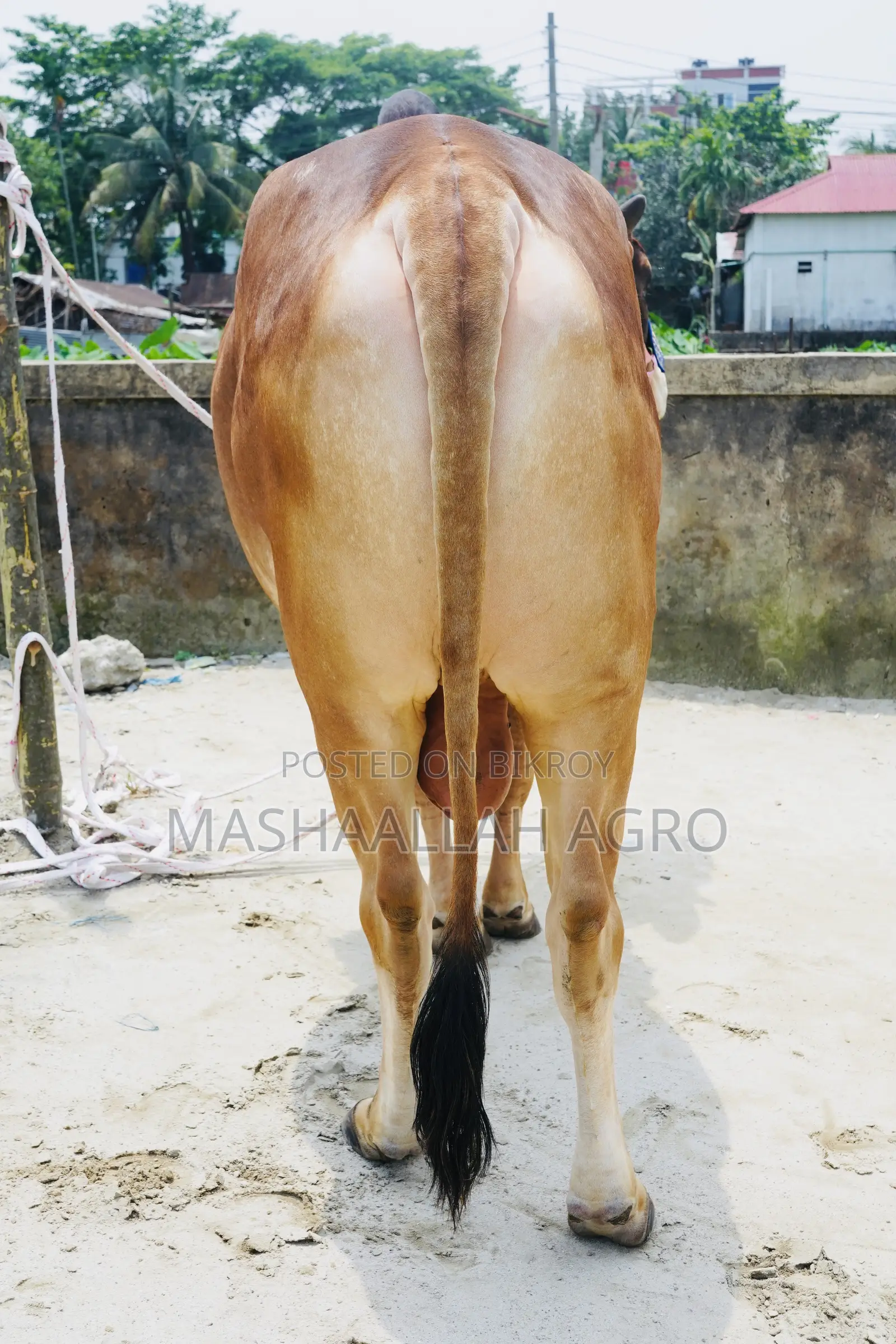 Red Shahiwal/ লাল শাহীওয়াল
