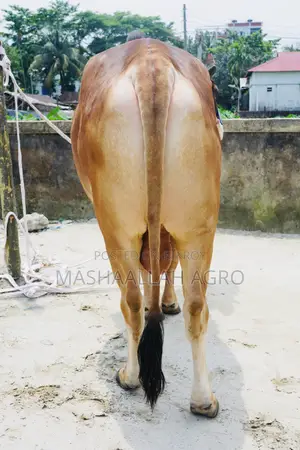 Red Shahiwal/ লাল শাহীওয়াল