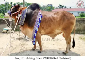 Red Shahiwal/ লাল শাহীওয়াল