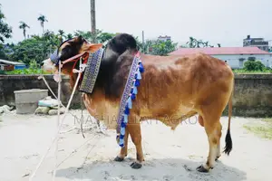 Red Shahiwal/ লাল শাহীওয়াল