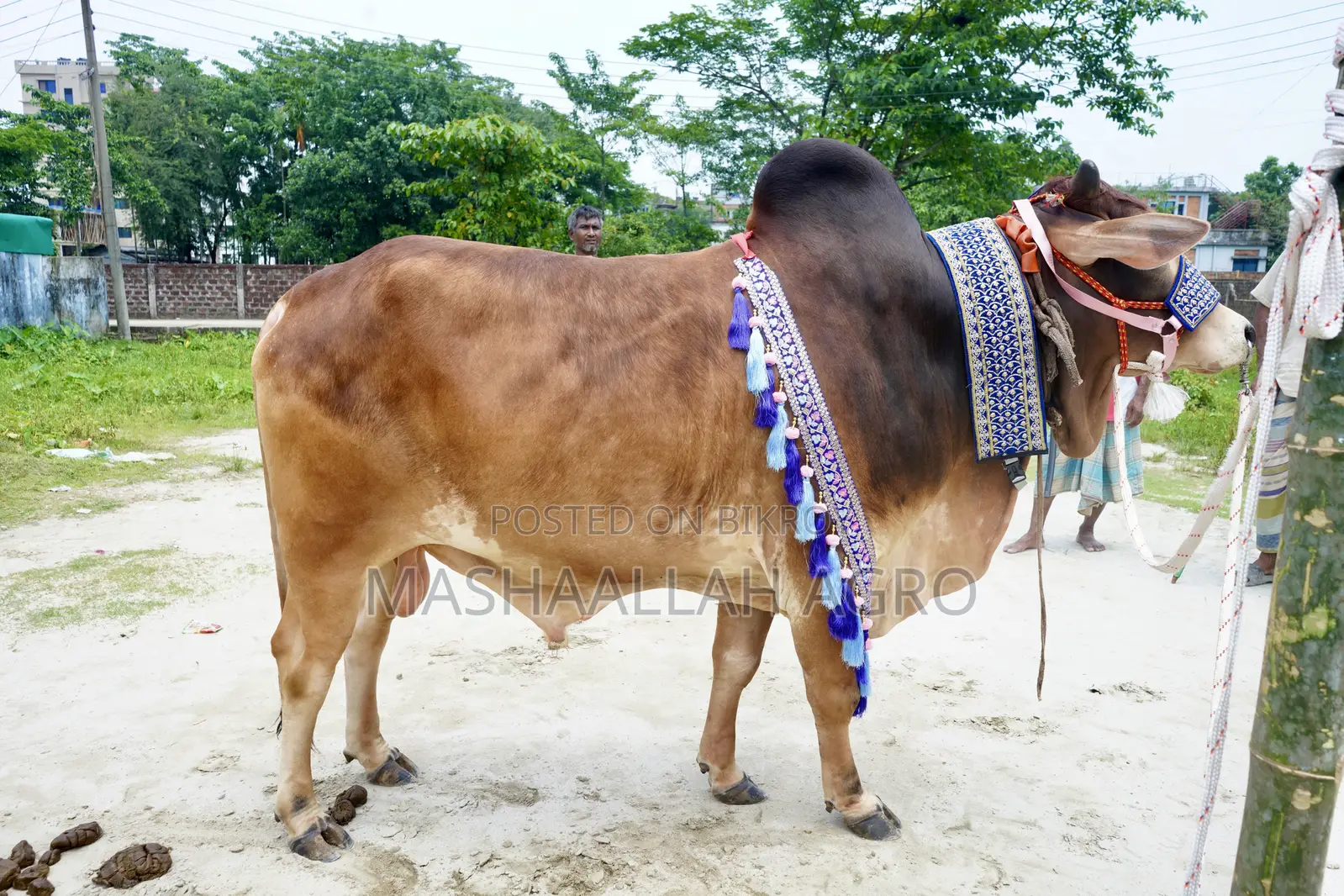 Red Shahiwal/ লাল শাহীওয়াল