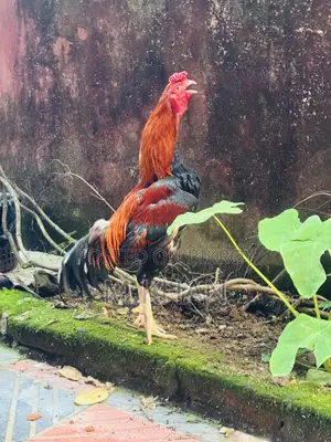 ১ জোড়া কাগার লাইনের সরালি মুরুগা মুরগী