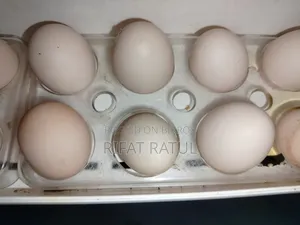Silky Murgir Fresh Eggs for Sale