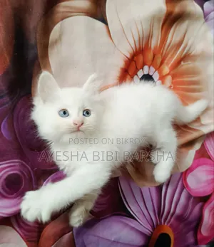 1-3 Months Female Purebred Persian