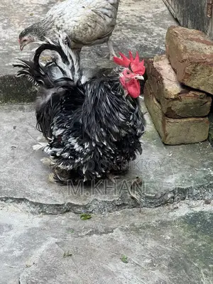 ২ পিস রানিং ফ্রিজল মুরগা