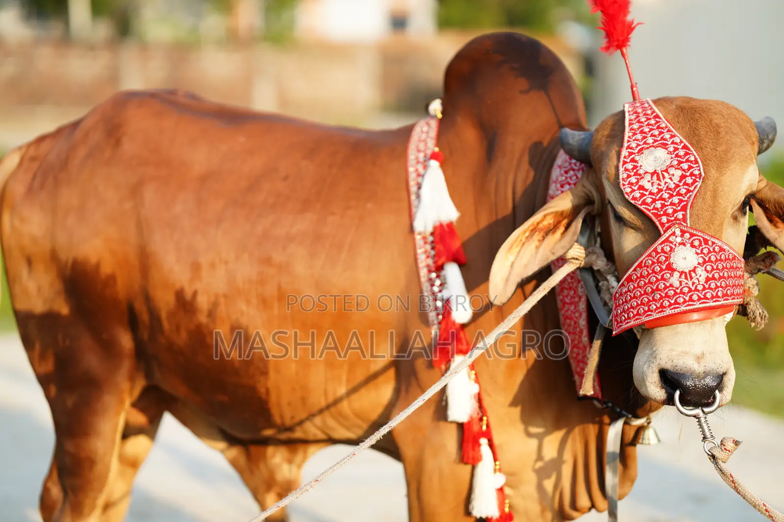 Red Gyr for Qurbani