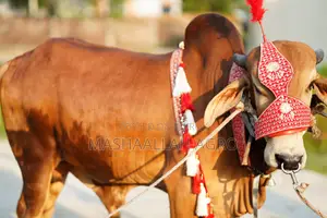 Red Gyr for Qurbani