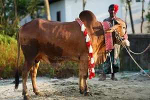 কুরবানির জন্য রেড গীর ষাঁড়