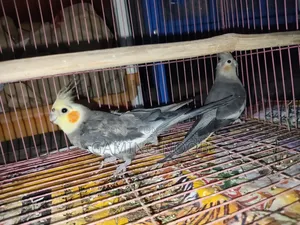 Cockatiel Pair