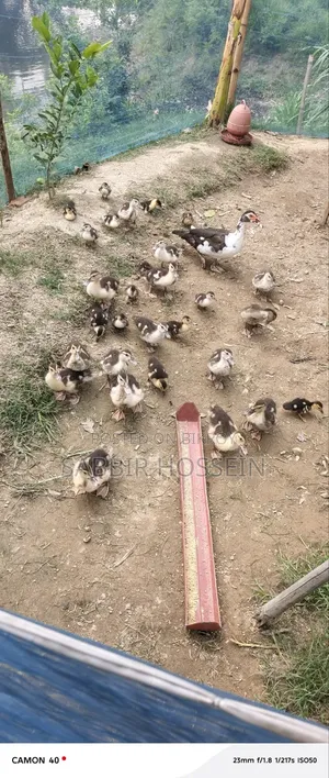 চীনা হাঁসের বাচ্চা