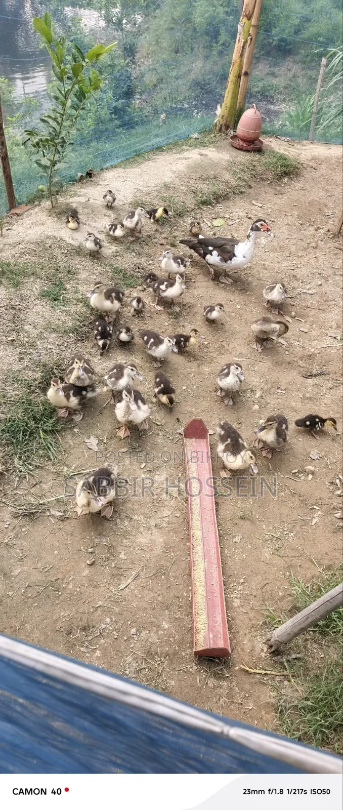 চীনা হাঁসের বাচ্চা