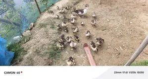 চীনা হাঁসের বাচ্চা