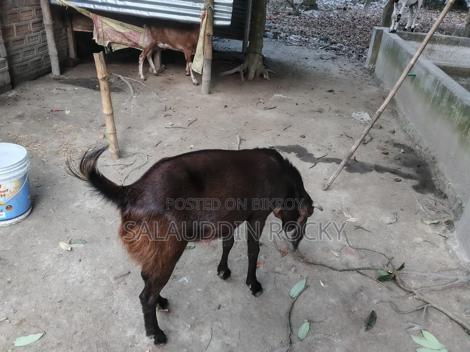 Goat (5 Teeth)