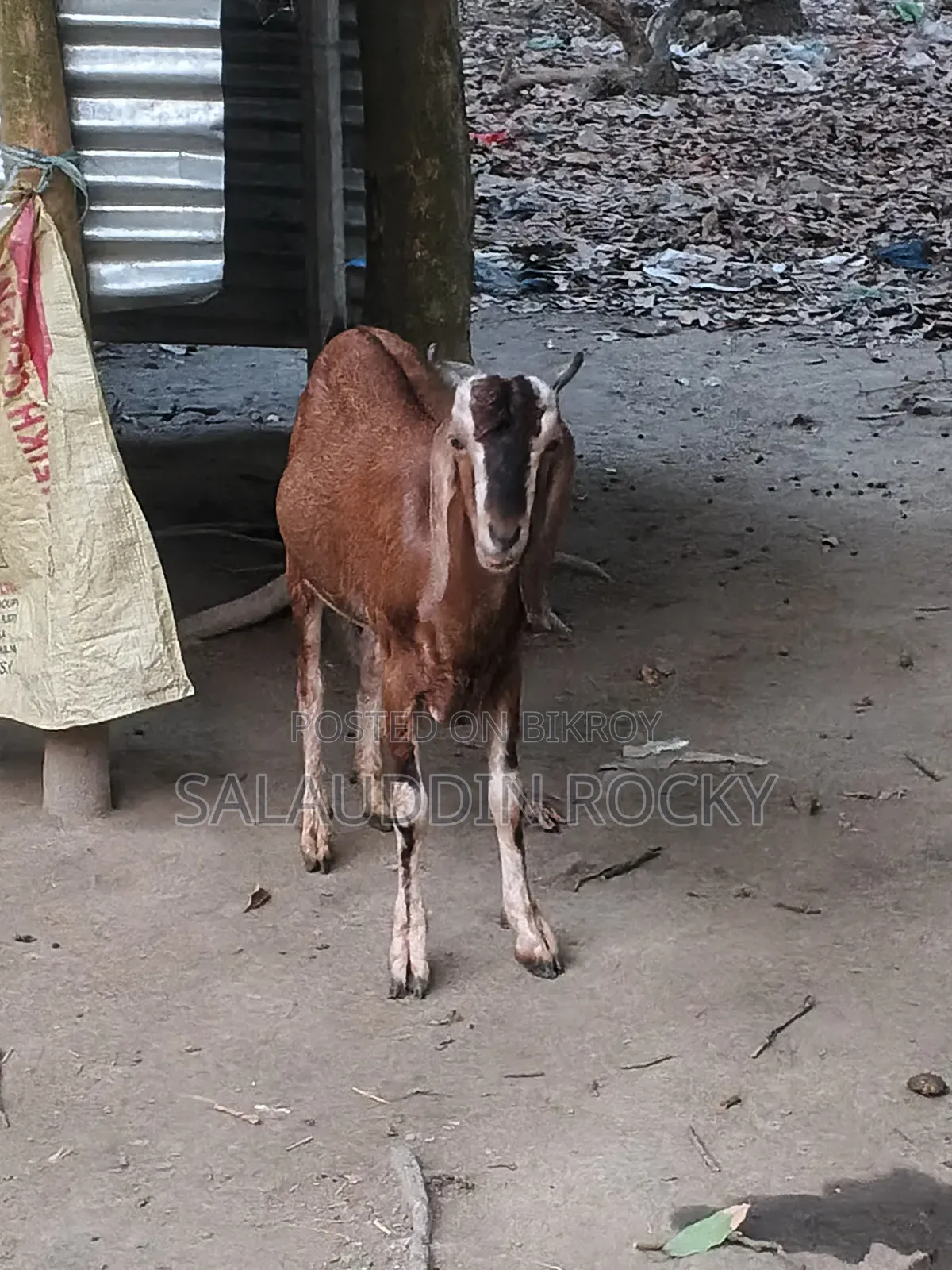 Goat (5 Teeth)
