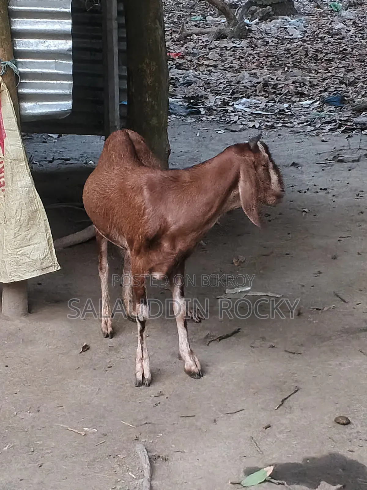 Goat (5 Teeth)
