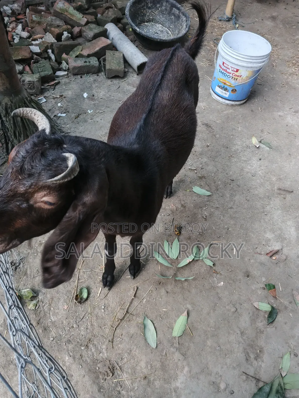 Goat (5 Teeth)