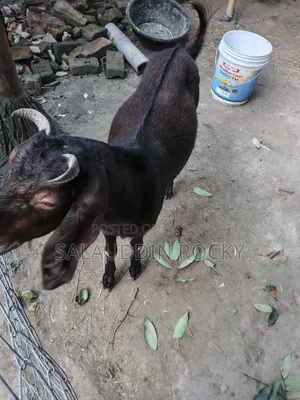 Goat (5 Teeth)
