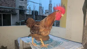 টাইগার মুরগি অরিজিনাল