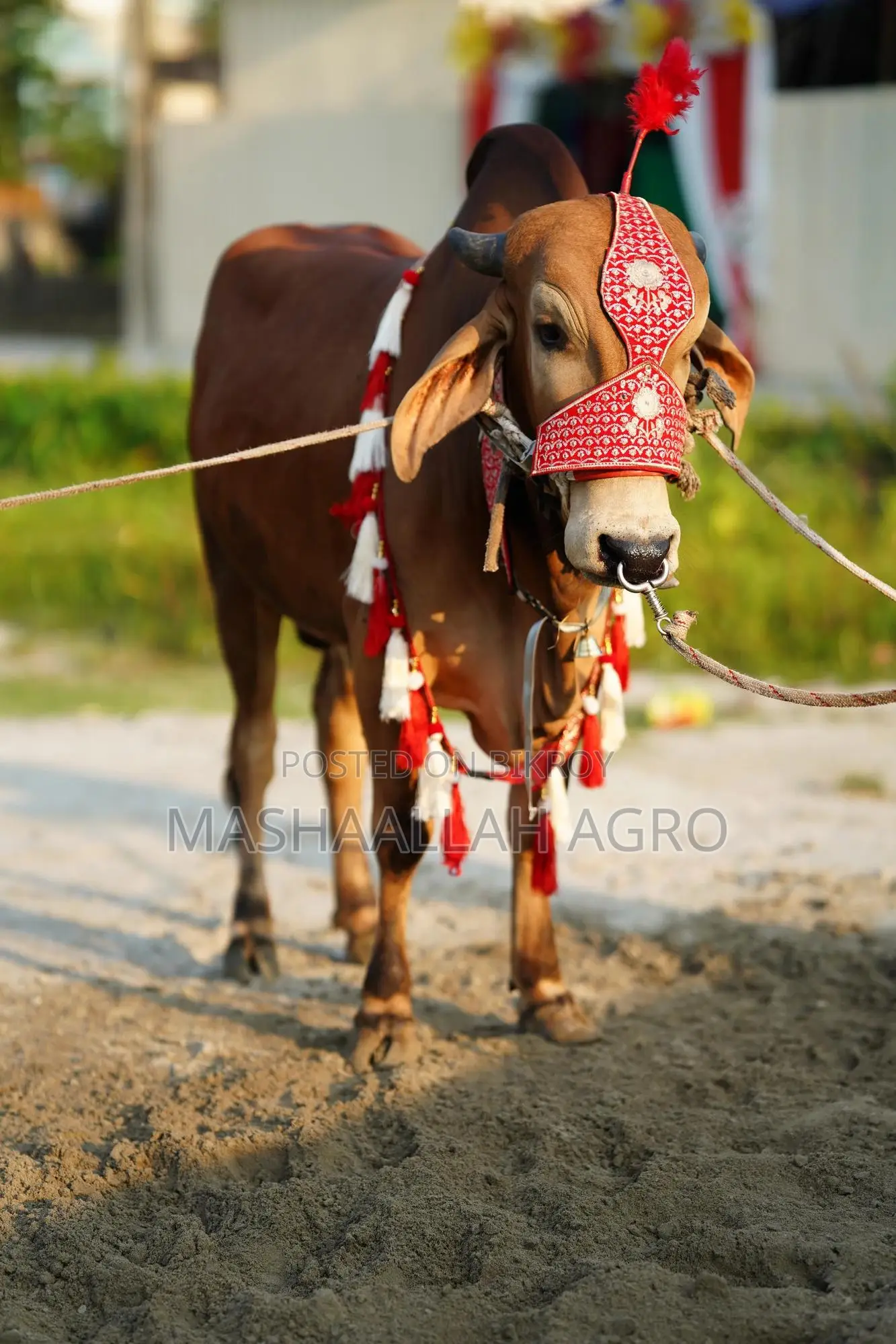 Red Gyr for Qurbani