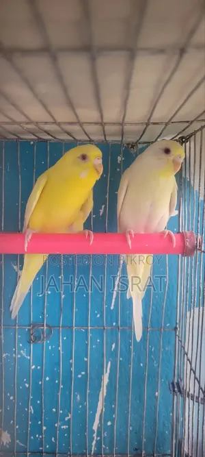 Lutino Red Eye Budgerigar Bird With Cage