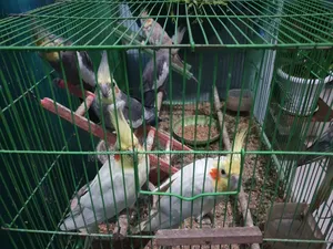 Cockateil Birds