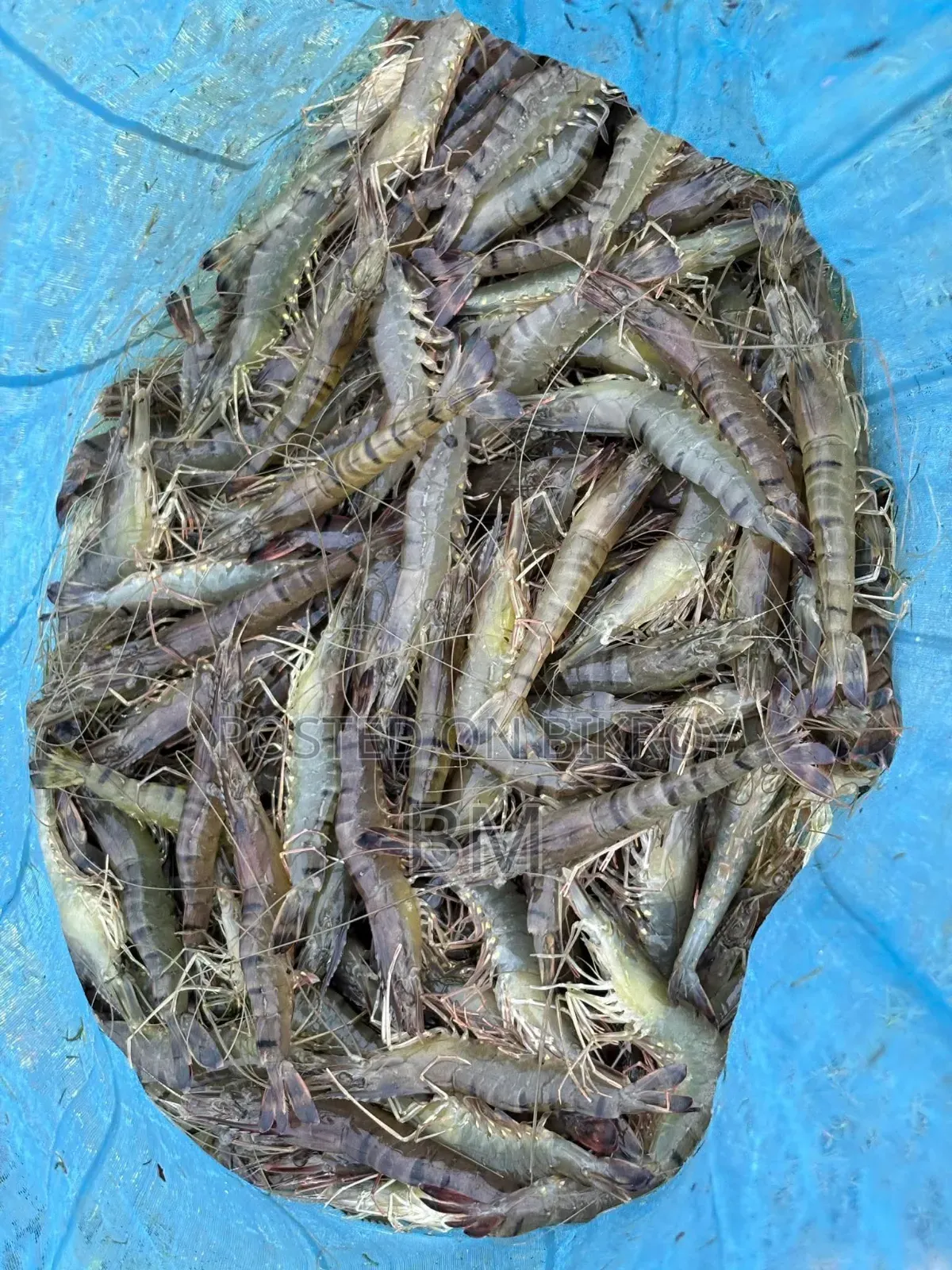 খুলনার চিংড়ি