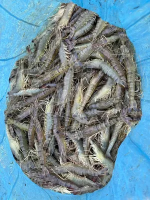 খুলনার চিংড়ি