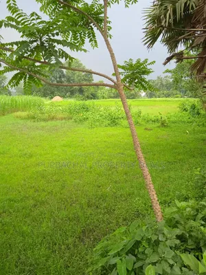 1 Bigha land for sale adjacent to 12 feet wide road in Kaliganj Upazila