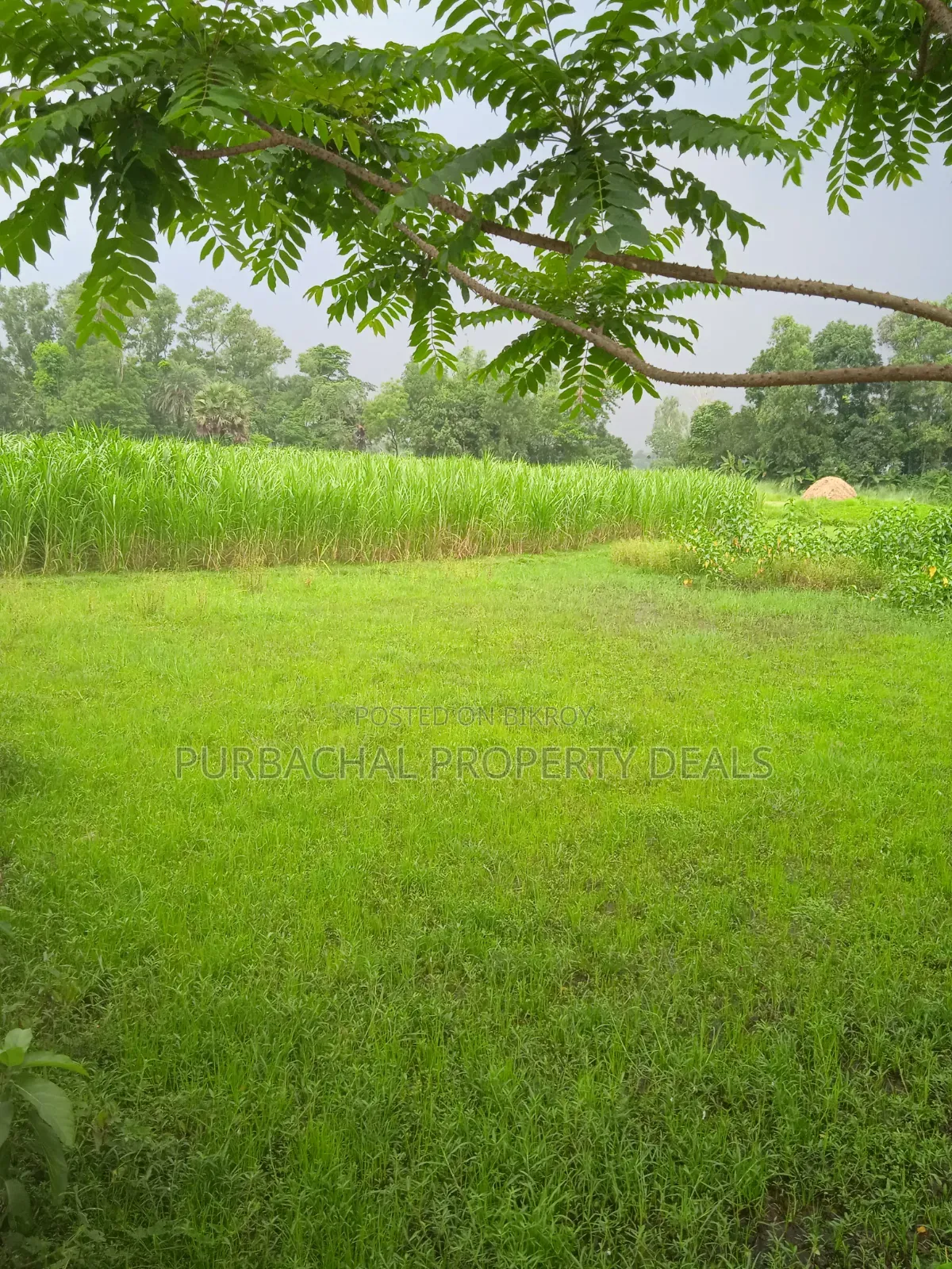 কালিগঞ্জ উপজেলায় কাঁচা ১২ ফিট রোড সংলগ্ন ১ বিঘা জমি বিক্রয় হবে