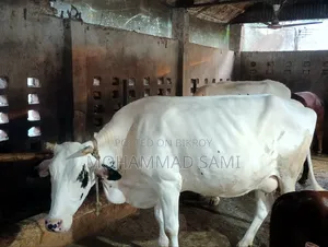 একটি আকর্ষণীয় গাভী