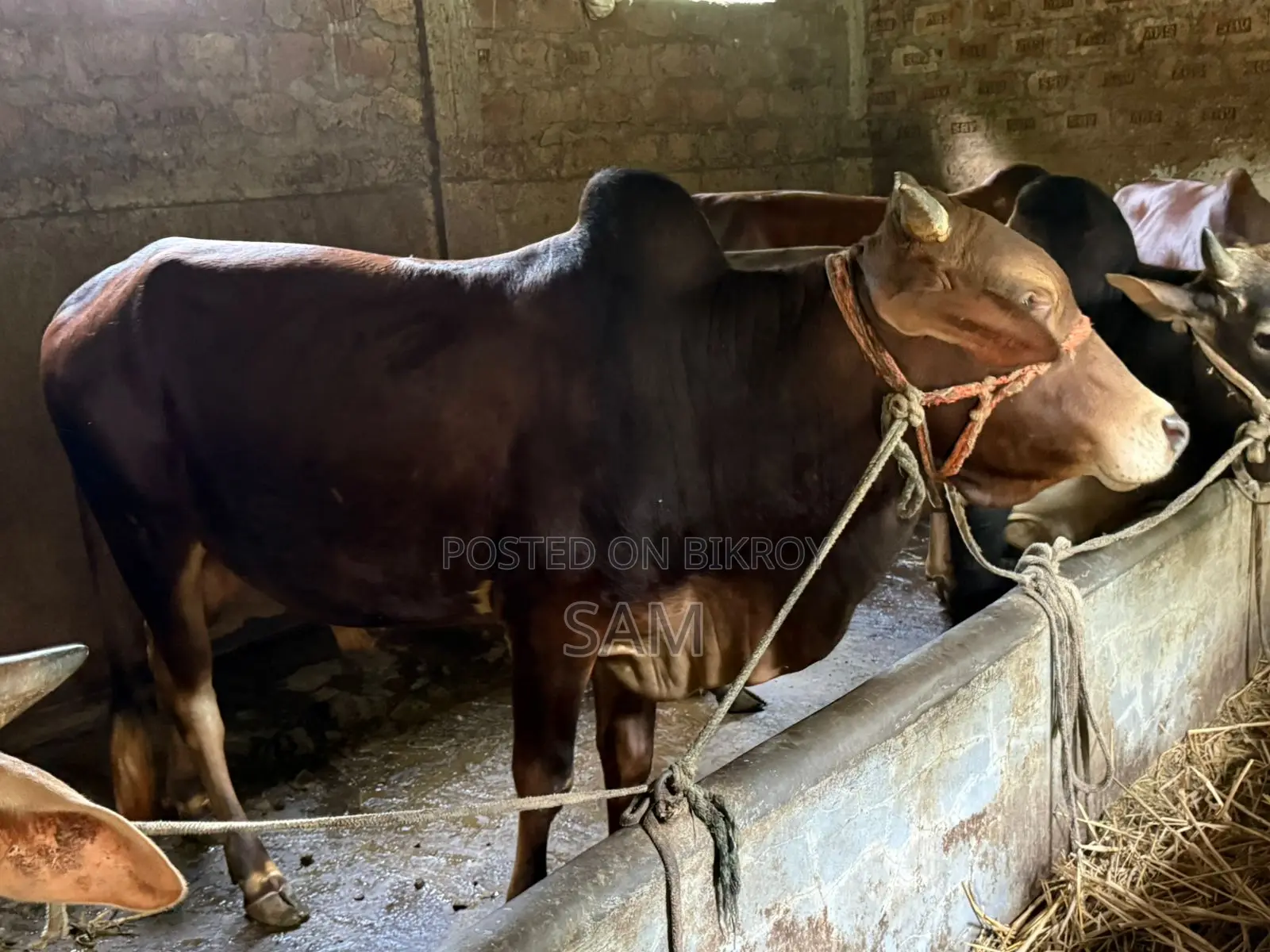 দেশি ষাঁড় গরু কোরবানির জন্য
